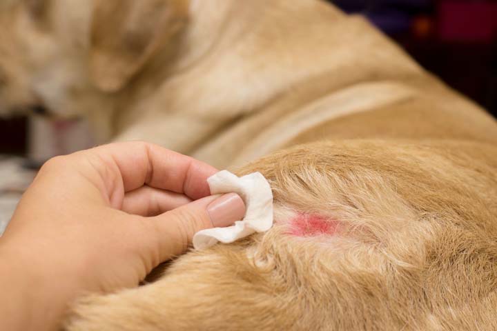 dermatitis hund pflege
