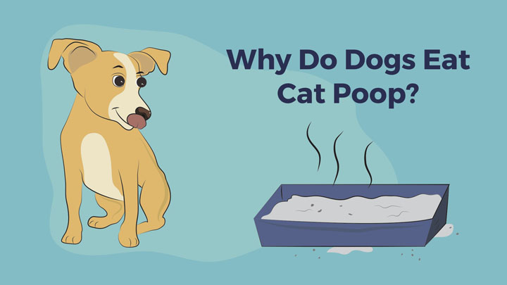dog eating poop deterrent