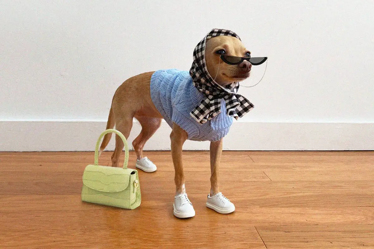 https bae.hypebeast.com files 2020 04 boobie billie instagram dog influencer pet fashion sneakers interview 5