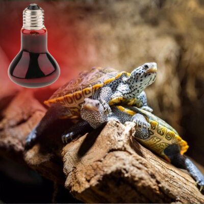 Home 18 Battery Powered Heat Lamp For Reptiles