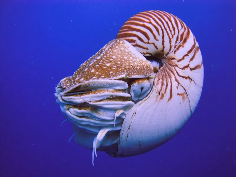 Best Rose Nautilus Natural Conch Shell