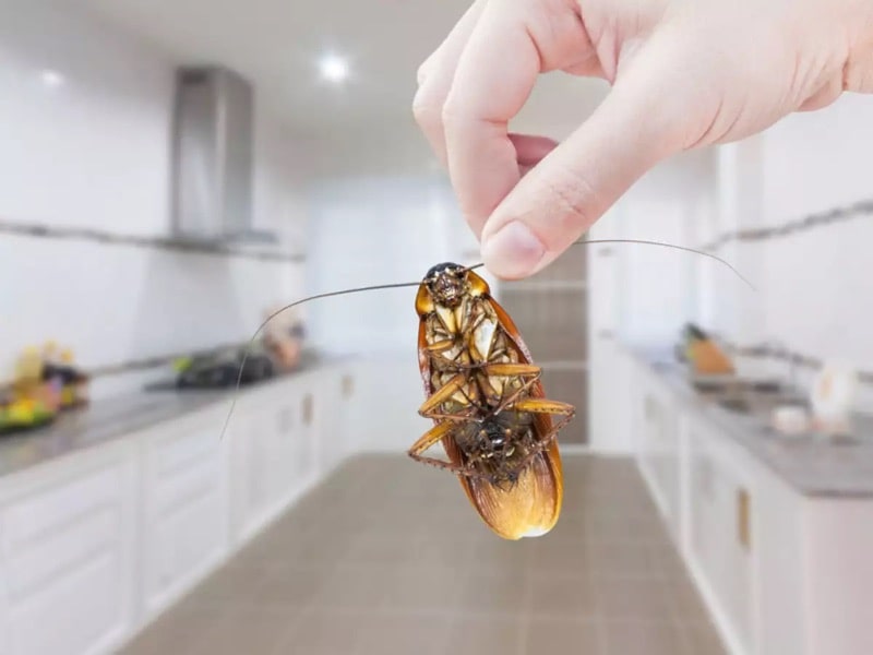 How To Get Roaches Out Of Microwave