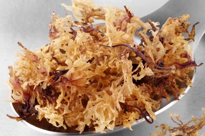 What Is Sea Moss And Is It Really Beneficial for You min