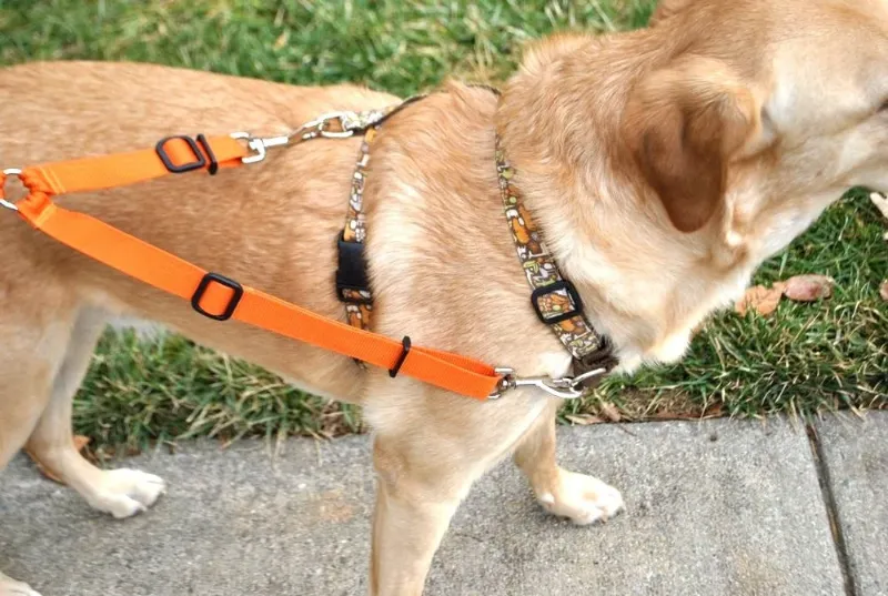 Best Avalanche Dog Harness