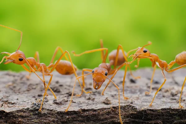 Best Ant Killer
