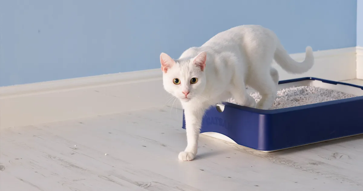 best cheapest cat litters
