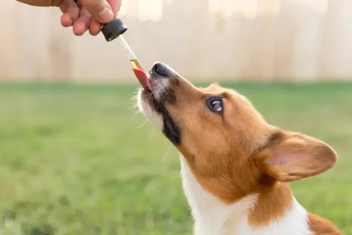 <strong>Top 5 Factors To Consider While Buying CBD Oil For Your Pet Dog</strong> 1 Top 5 Factors To Consider While Buying CBD Oil For Your Pet Dog