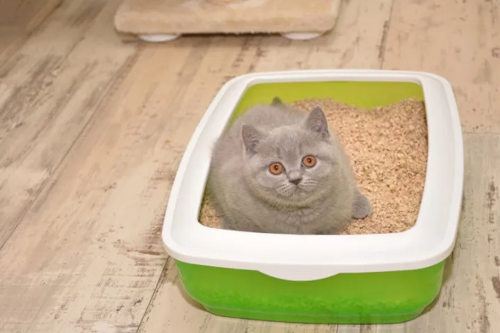 best paper cat litter