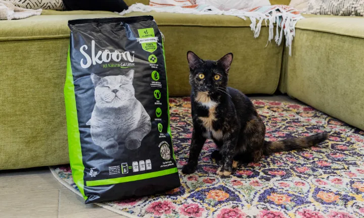 best cheapest cat litters