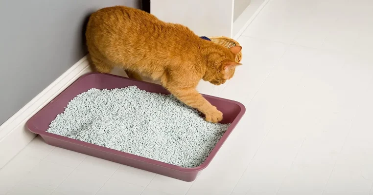 best paper cat litter
