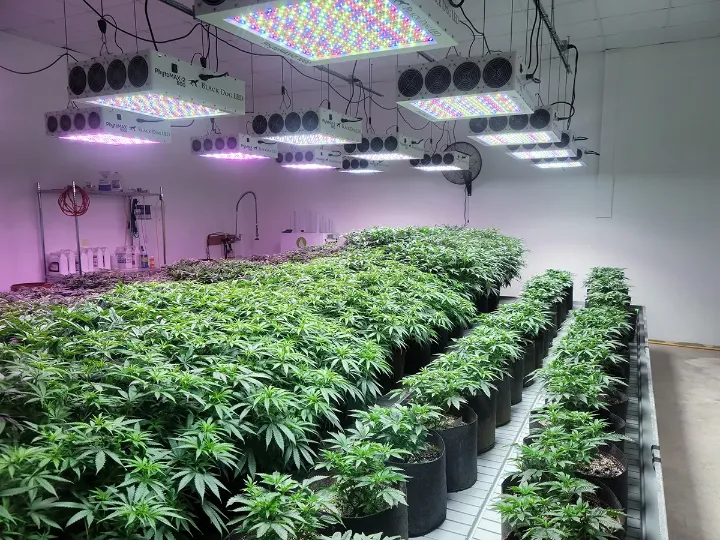 best led grow lights