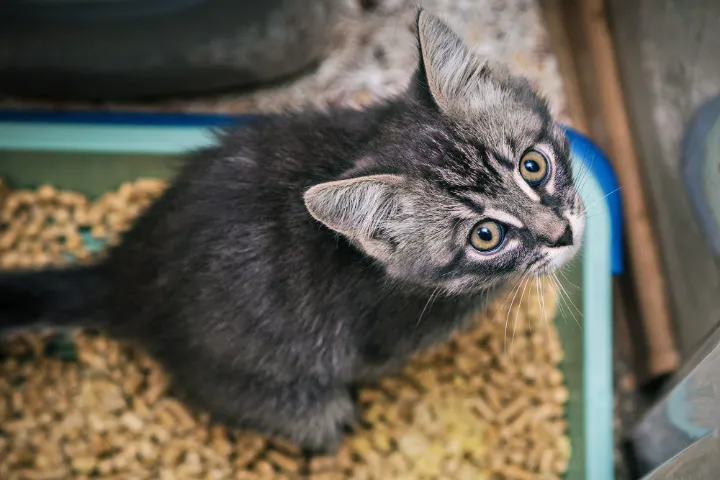 best cheapest cat litters