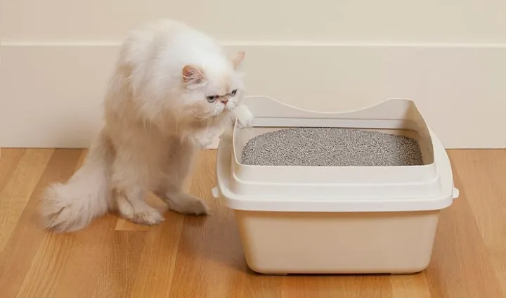 best paper cat litter
