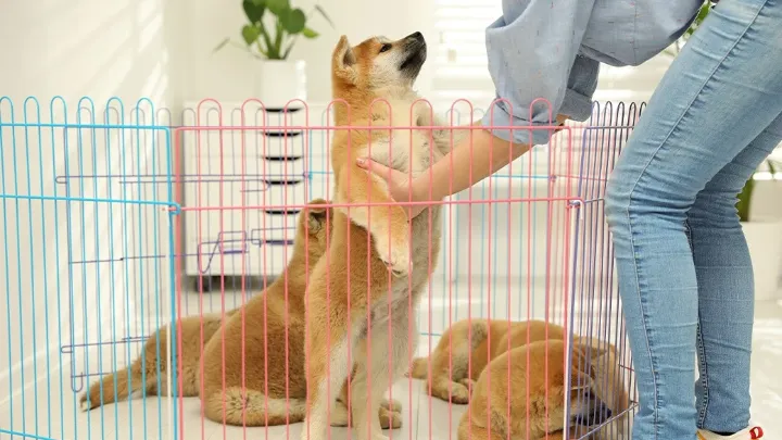 best dog playpens
