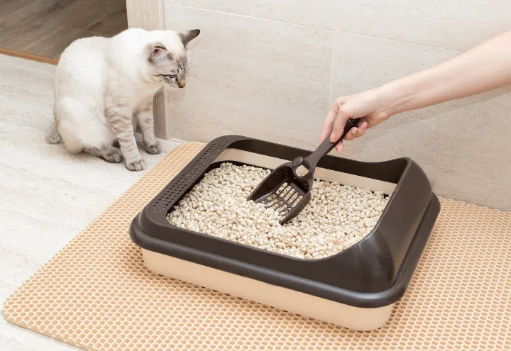 best automatic cat litter boxes