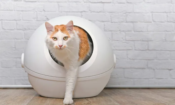 best automatic cat litter boxes