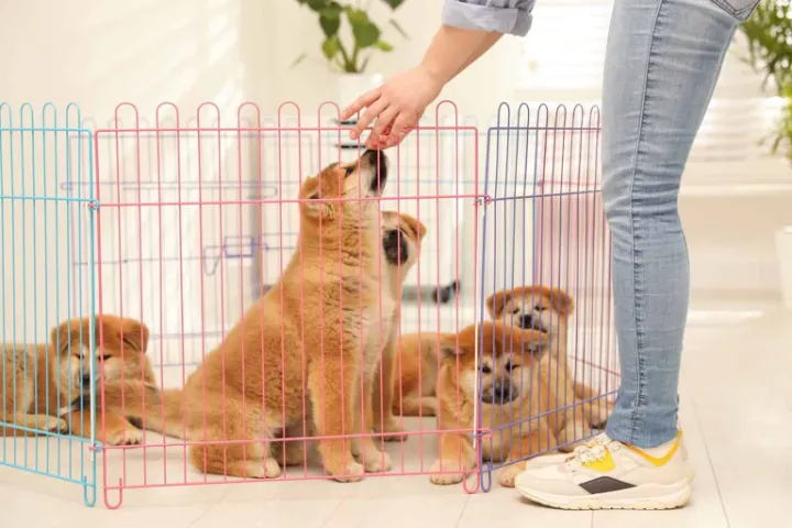 best dog playpens