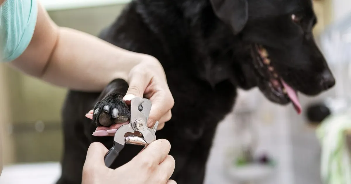 best dog nail grinders