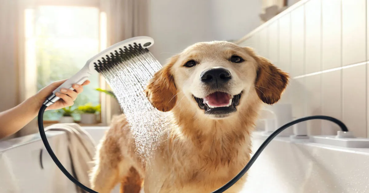 best dog shower sprayers