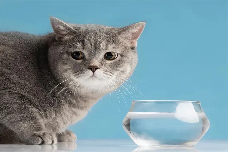 first cat blog